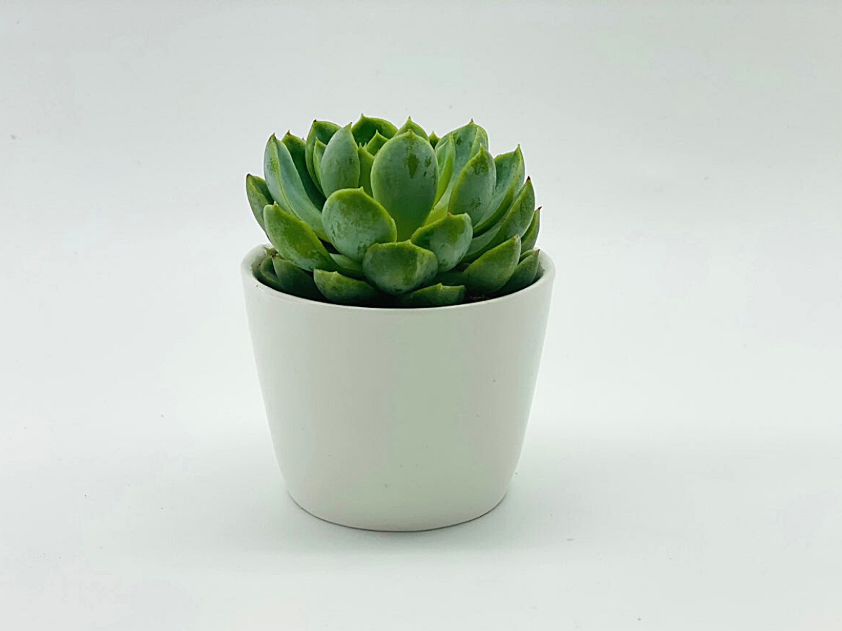 2.5" Live Succulent